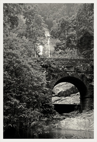 Floresta da Tijuca