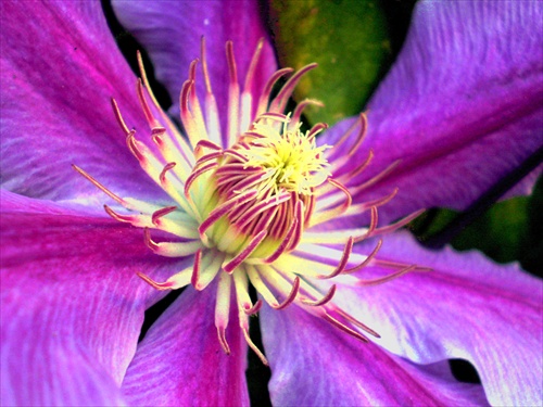 Clematis