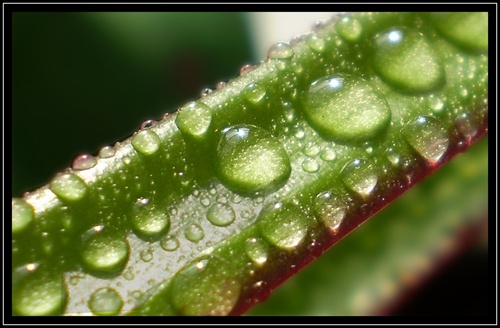 Pokvapkana Dracena