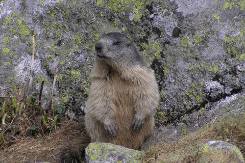 Tatry- fauna