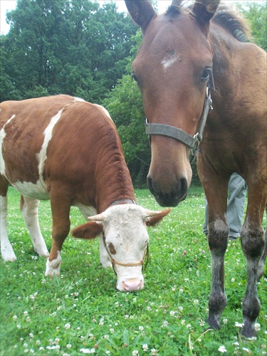 kravka a konik