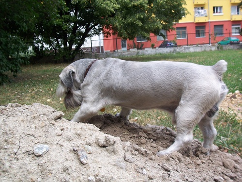 dedusko Benji hlada ......