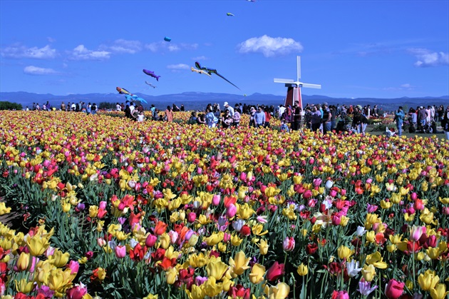 Tulipánovy festival, Woodburn - Nedeľa 28. apríla 2019