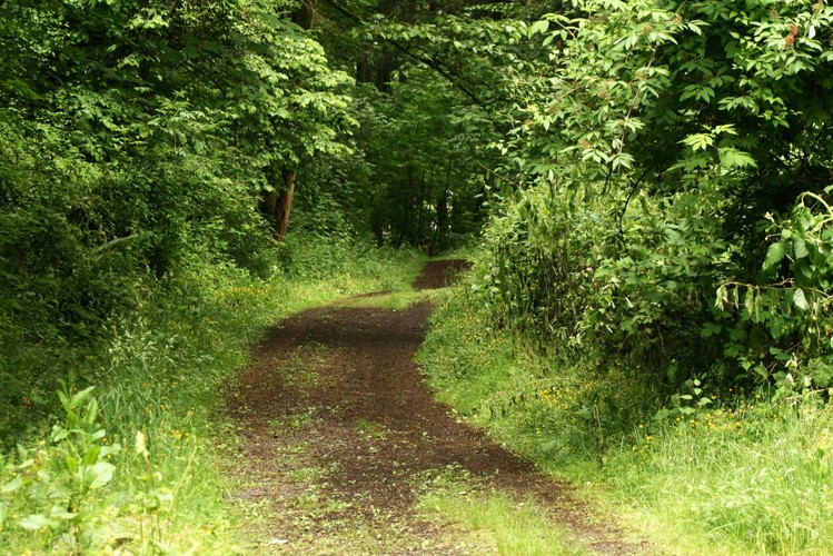 Cestička do zeleného lesa...