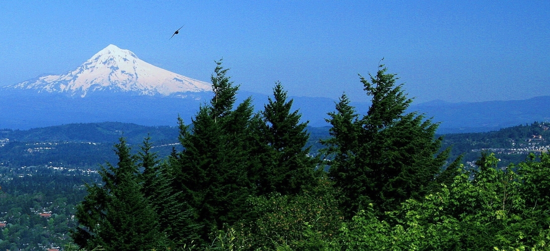 Jastrab a Mount Hood...