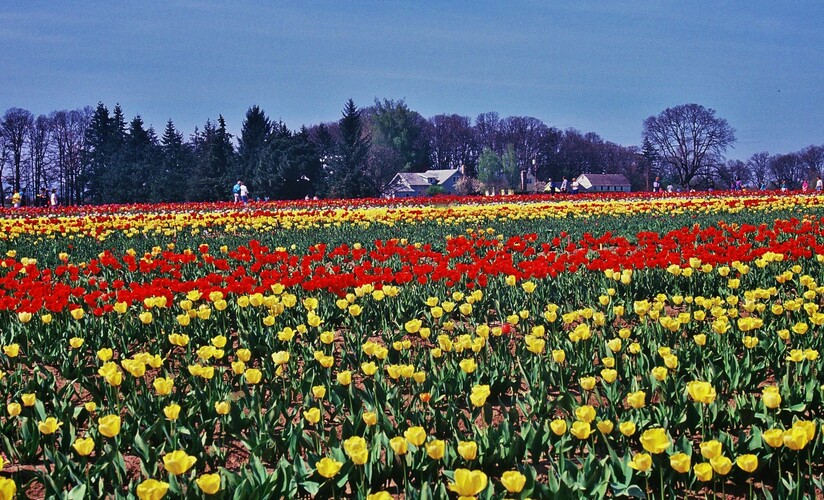 Tulipánova Farma, Woodburn, Nedeľa, 29. marca 1992