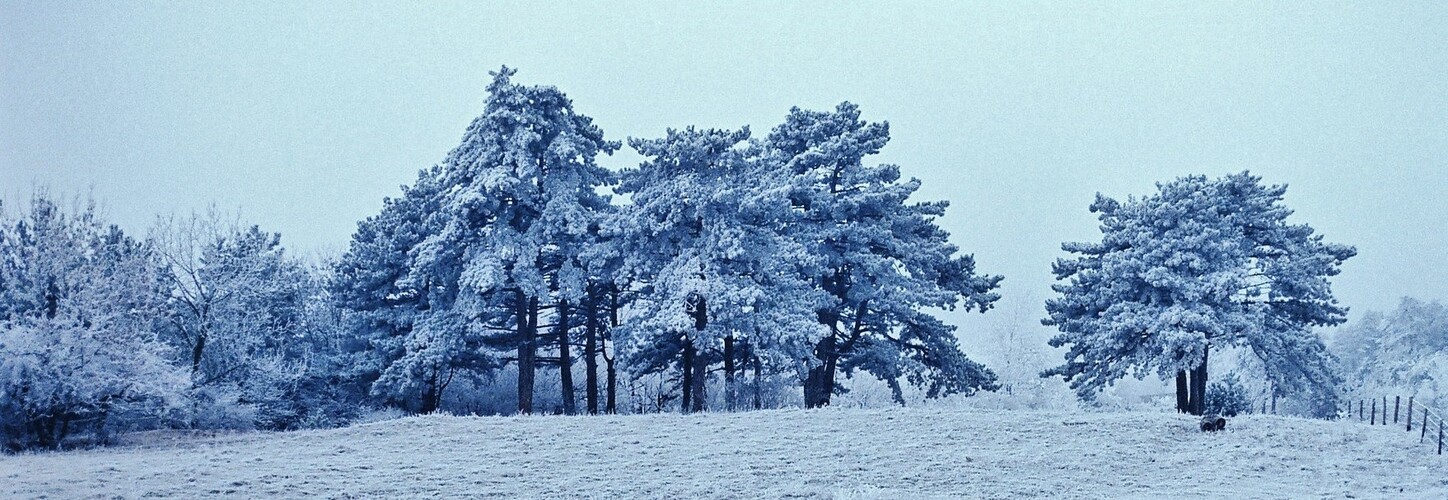 Zimná nálada... 10. decembra 1986, 