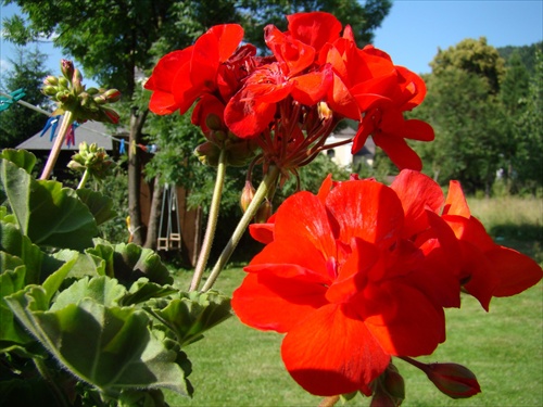 Muškát (makro)