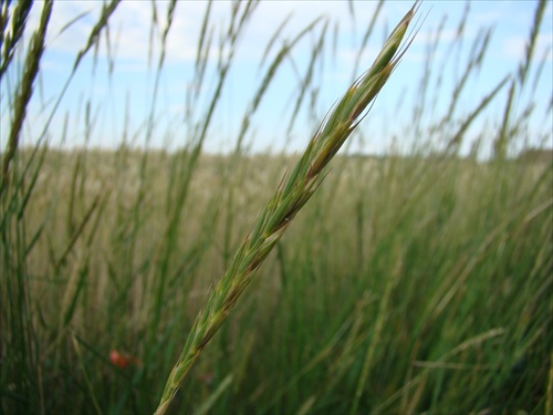 Obilné pole (makro)