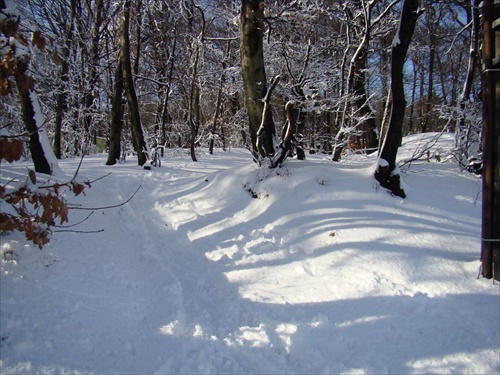 Lesná cestička I