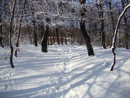 Lesná cestička II