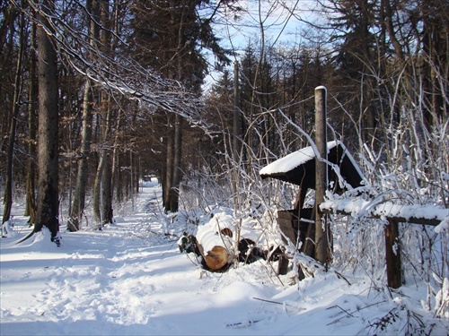 Lesná cestička III