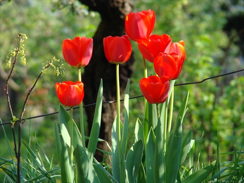 Fanfán Tulipán s rodinou