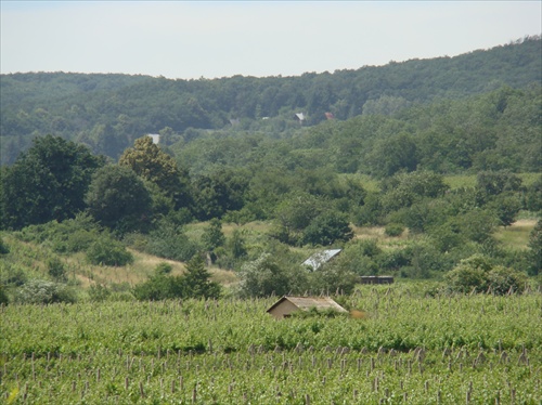 Vo vinici dom, nad vinicou les