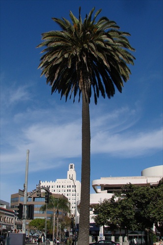 Santa Monica