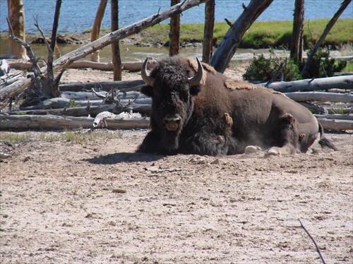 Yellowstone 02