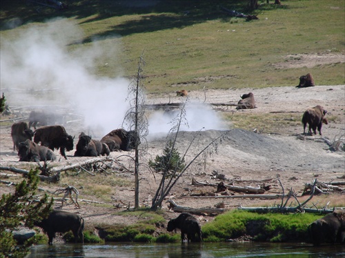 Yellowstone 03