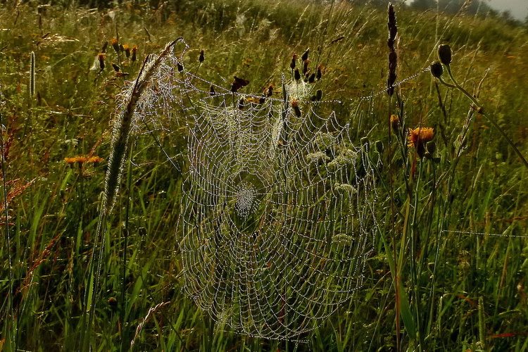 Práca umelca