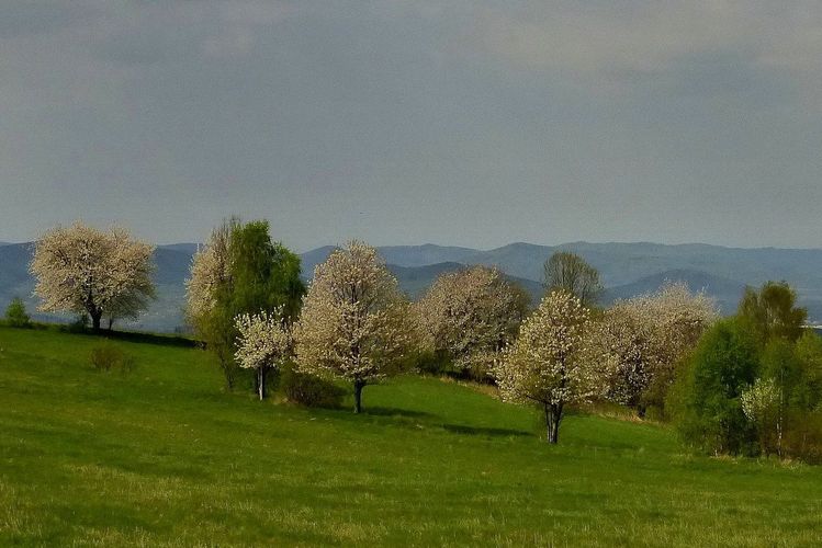 Čarovná jar 