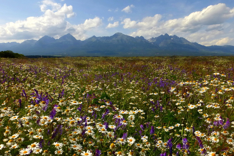 Tatry...a kvetinové variácie 