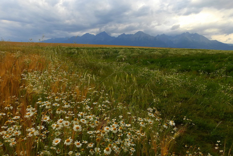 Tatry...a kvetinové variácie 3