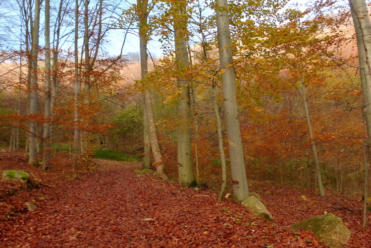 Rozprávkový les