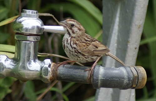 Song Sparrow