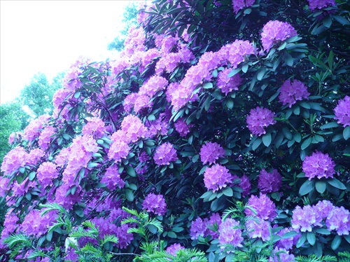 rododendron