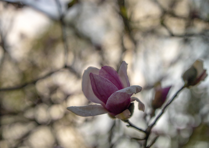 Magnolia