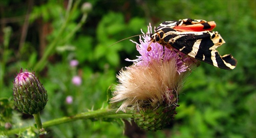 Spriadač kostihojový / Euplagia quadripunctata /