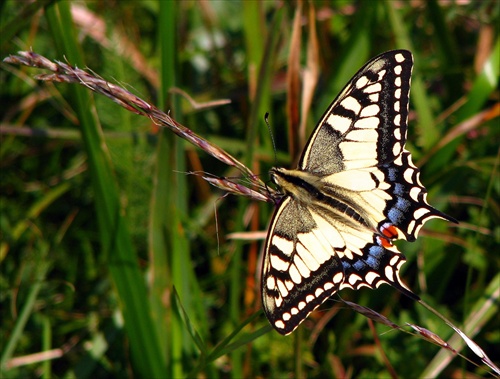 Papilio machaon