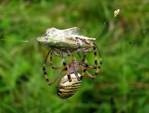 Križiak pruhovaný / Argiope bruennichi /