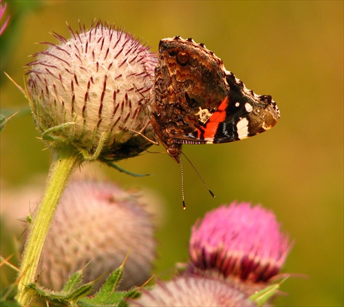 babôčka admirálska (Vanessa atalanta)