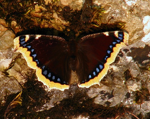 babočka osiková / Nymphalis antiopa /