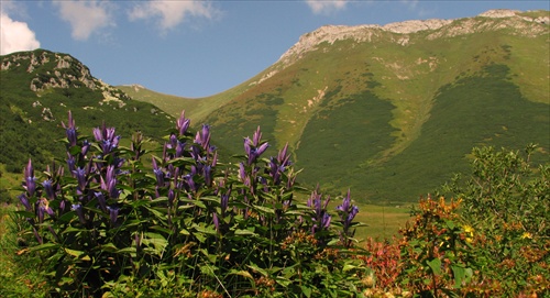 Horec luskáčovitý / Belianske Tatry /