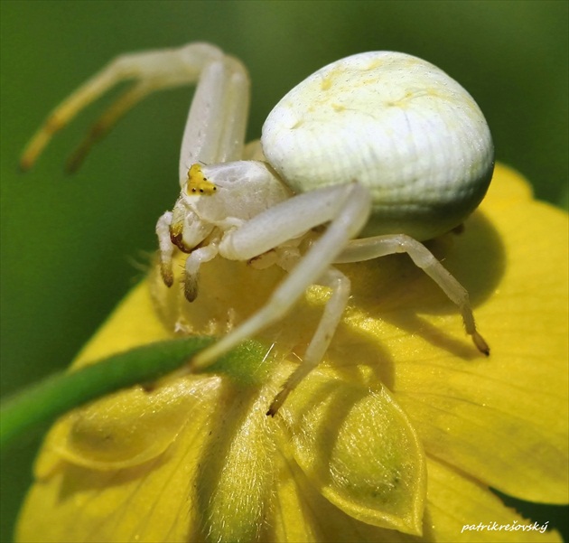 Dusevna pohoda