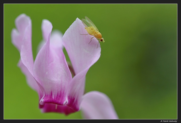 Cyklámen fatranský  Cyclamen fatrense