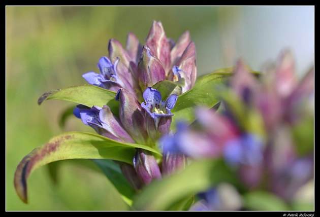 horec krížatý / Gentiana cruciata L.