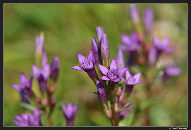 horček horký pravý / Gentianella amarella subsp. amarella