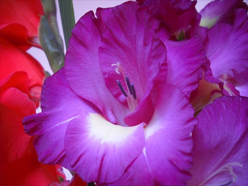 gladiola