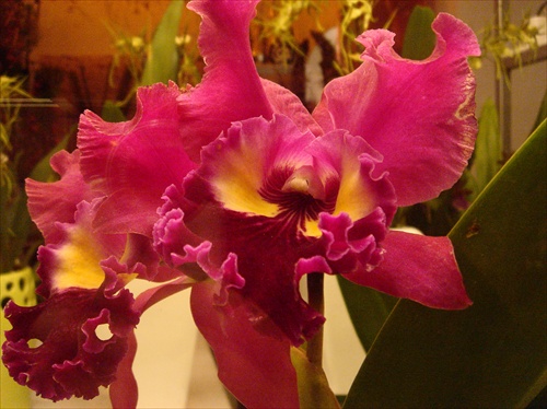 Orchidea v Orchidei