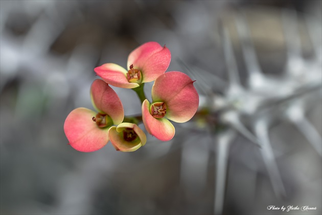 Euphorbia milli