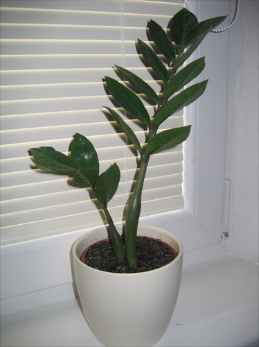 Zamioculcas 1