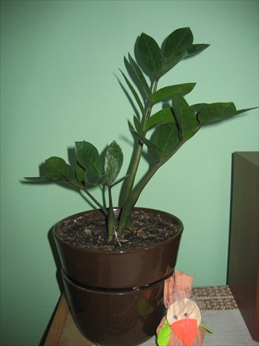 Zamioculcas 2