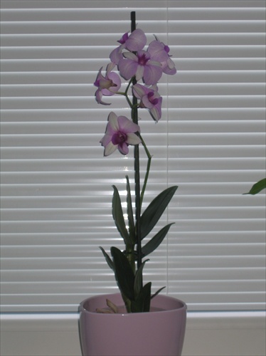 Orchidea 2