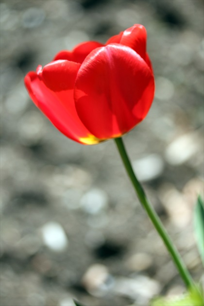 tulipan