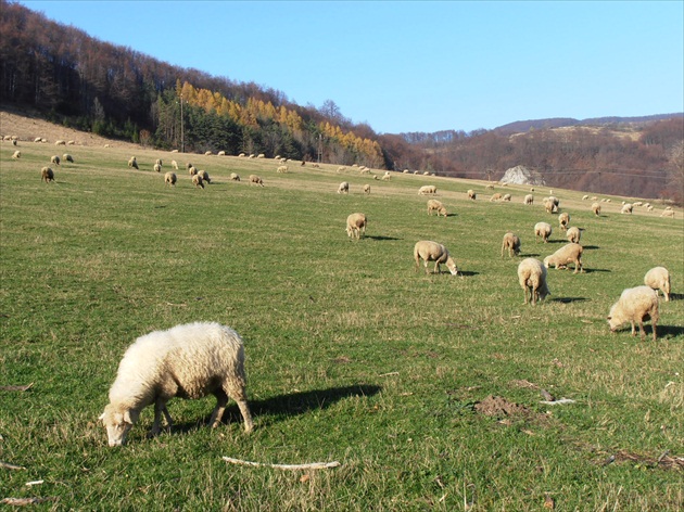 posledná paša