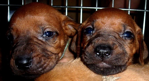 Rhodesian Ridgeback