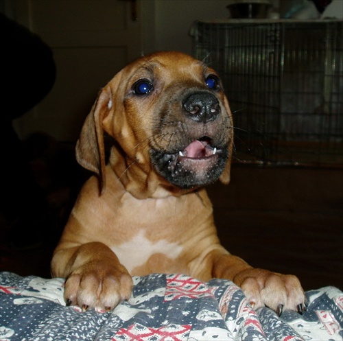 Rhodesian Ridgeback