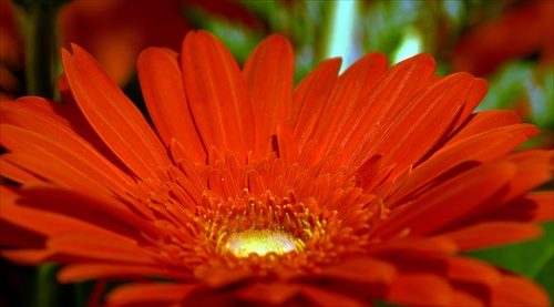 Gerbera